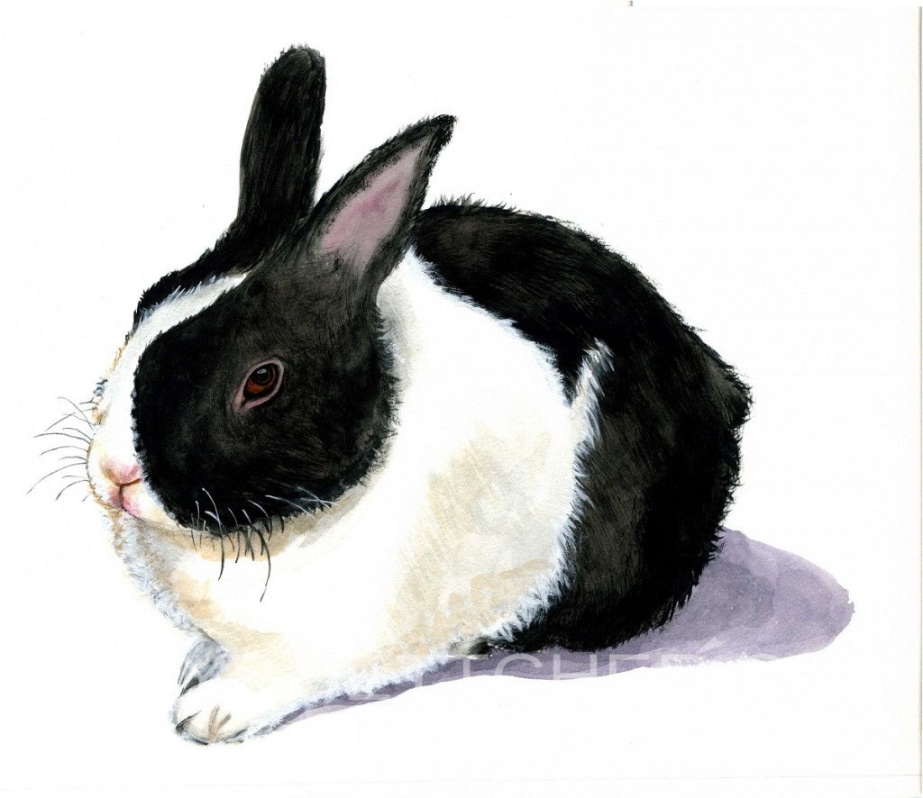 Blacka nd White Rabbit