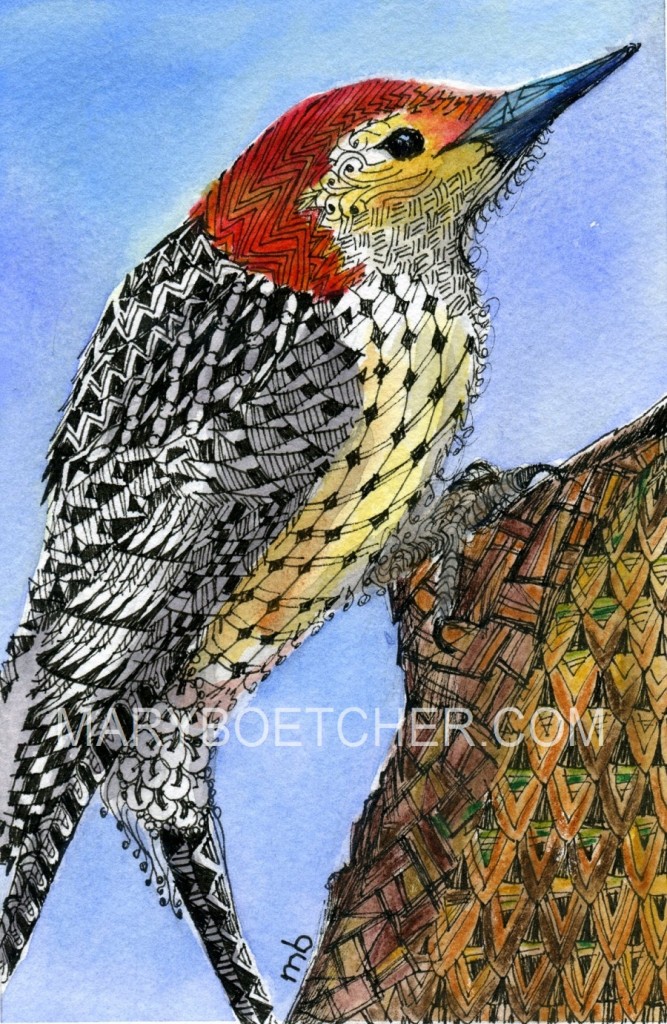 Red Bellied Woodpecker